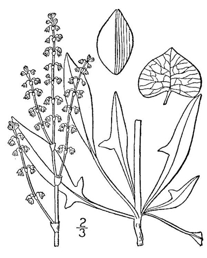 drawing of Acetosa hastatula, Wild Dock, Heartwing Dock, Sourgrass, Heartwing Sorrel