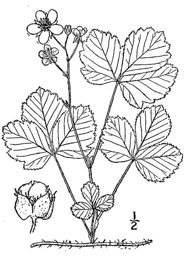 drawing of Rubus hispidus, Swamp Dewberry