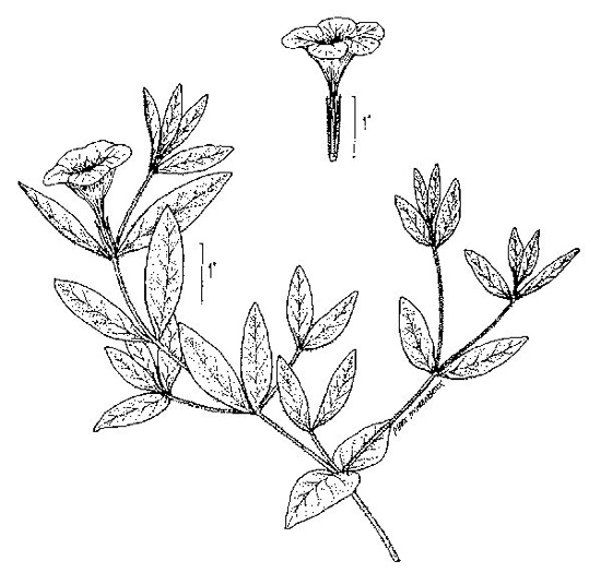 drawing of Ruellia humilis, Hairy Wild-petunia, Low Wild-petunia, Glade Wild-petunia