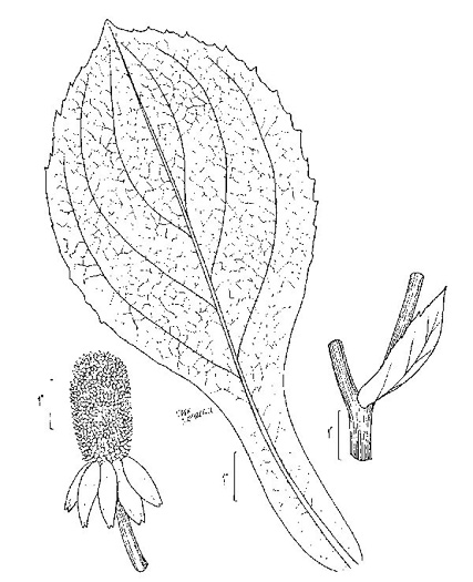 image of Rudbeckia maxima, Giant Coneflower