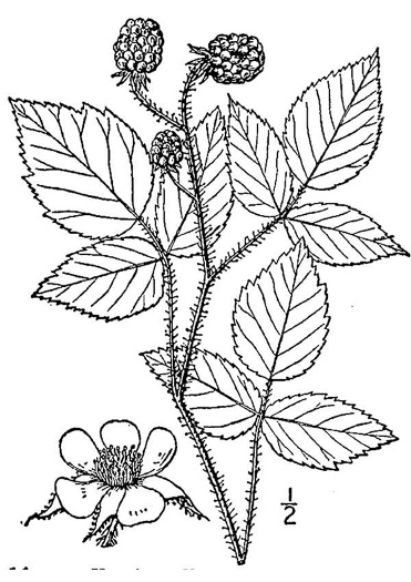 image of Rubus strigosus var. strigosus, American Red Raspberry