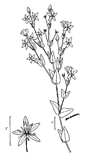 drawing of Sabatia angularis, Rose-pink, Bitterbloom, Common Marsh-pink, American Centaury