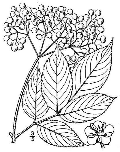 drawing of Sambucus canadensis, Common Elderberry, American Elder