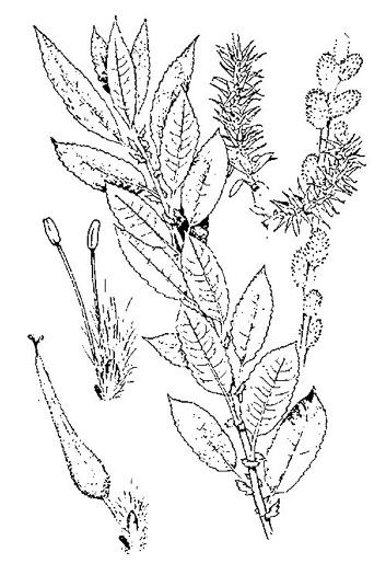 image of Salix discolor, Pussy Willow