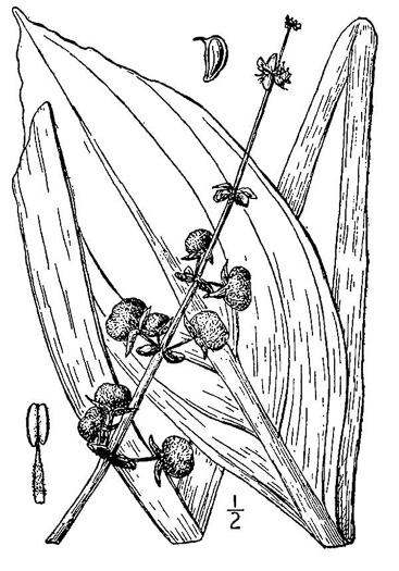 drawing of Sagittaria lancifolia var. media, Duck Potato