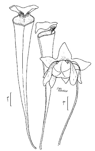 drawing of Sarracenia flava, Yellow Pitcherplant, Yellow Trumpet, Trumpets