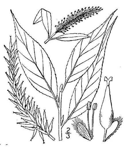 drawing of Salix fragilis, Crack Willow, Brittle Willow
