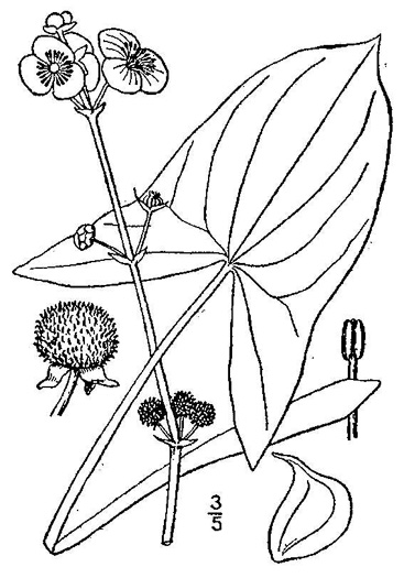 drawing of Sagittaria latifolia +, Broadleaf Arrowhead, Duck Potato