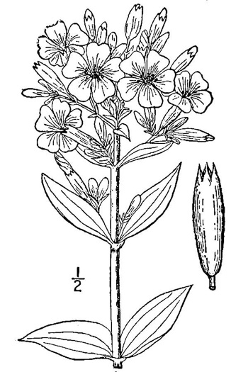 drawing of Saponaria officinalis, Soapwort, Bouncing Bet