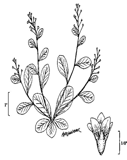 image of Samolus parviflorus, Water-pimpernel, Brookweed