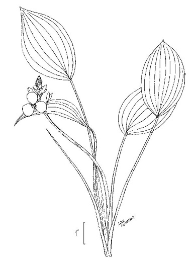 image of Sagittaria platyphylla, Delta Arrowhead