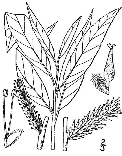 image of Salix sericea, Silky Willow, Shrub Willow, Satin Willow