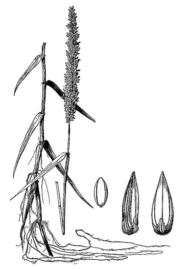 image of Sacciolepis striata, American Cupscale