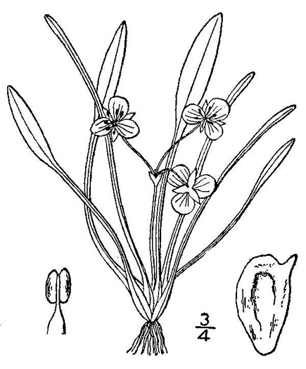 image of Sagittaria subulata, Dwarf Arrowhead, Awl-leaf Arrowhead