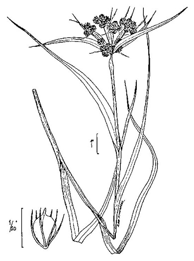 drawing of Scirpus atrovirens, Black Bulrush, Dark-green Bulrush