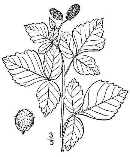 image of Rhus aromatica var. aromatica, Fragrant Sumac, Squawbush