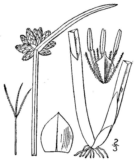 image of Schoenoplectiella mucronata, Roughseed Bulrush, Bog Bulrush, Ricefield Bulrush