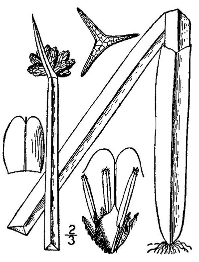 image of Schoenoplectus americanus, Olney Threesquare, chairmaker's bulrush