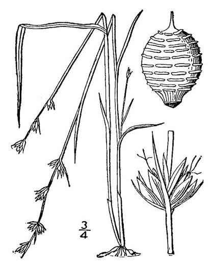 image of Scleria verticillata, Savanna Nutrush, Low Nutrush