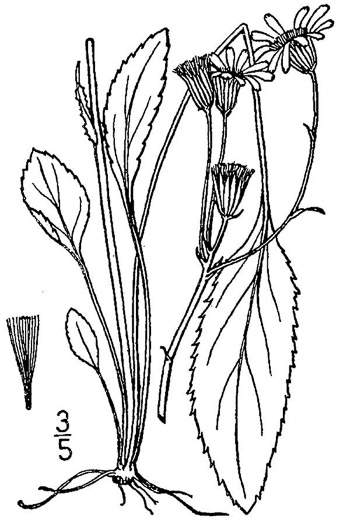 image of Packera crawfordii, Bog Ragwort, Groundsel