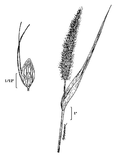 image of Setaria italica, Yellow Foxtail, Italian Millet, Foxtail Millet, Italian Foxtail