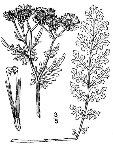drawing of Jacobaea vulgaris, Tansy Ragwort, Stinking Willie