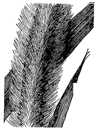 image of Setaria magna, Saltmarsh Foxtail-grass, Giant Foxtail-grass, Giant Bristlegrass