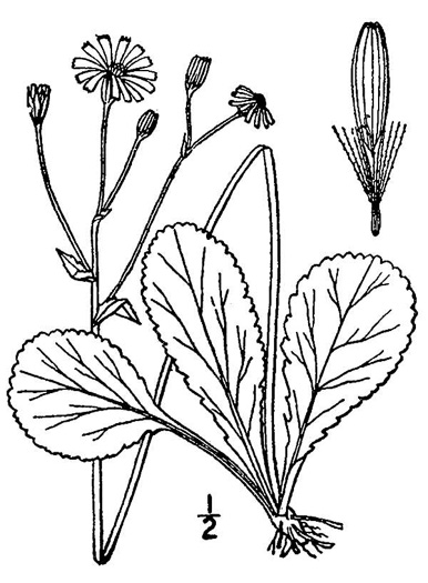 drawing of Packera obovata, Roundleaf Ragwort, Roundleaf Groundsel, Spatulate-leaved Ragwort, Running Ragwort