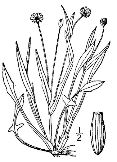 Krigia cespitosa, Opposite-leaf Dwarf-dandelion