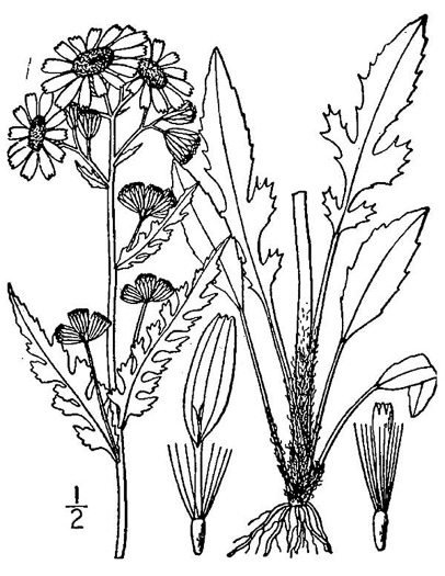 image of Packera paupercula var. appalachiana, Appalachian Ragwort