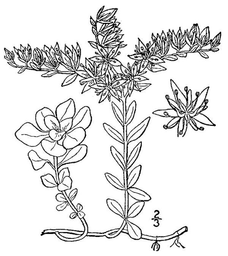 drawing of Sedum ternatum, Mountain Stonecrop, Whorled Stonecrop, Three-leaf Stonecrop