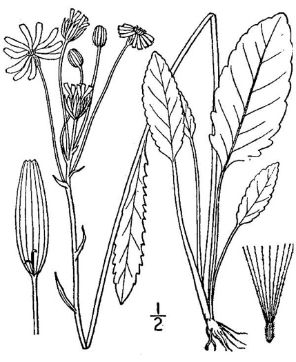 image of Packera tomentosa, Woolly Ragwort