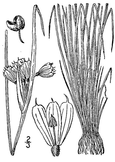 drawing of Sisyrinchium albidum, Pale Blue-eyed-grass, White Blue-eyed-grass