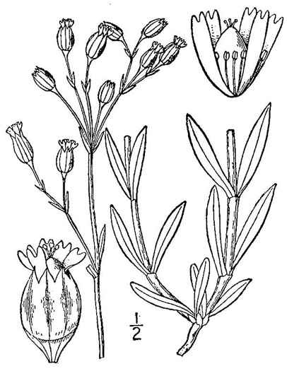 drawing of Silene antirrhina, Sleepy Catchfly, Garter-pink
