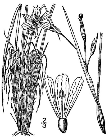 drawing of Sisyrinchium fuscatum, Bristly Blue-eyed Grass, Coastal Plain Blue-eyed Grass