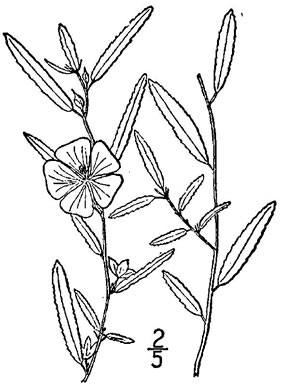 drawing of Sida elliottii var. elliottii, Coastal Plain Sida, Elliott's Fanpetals