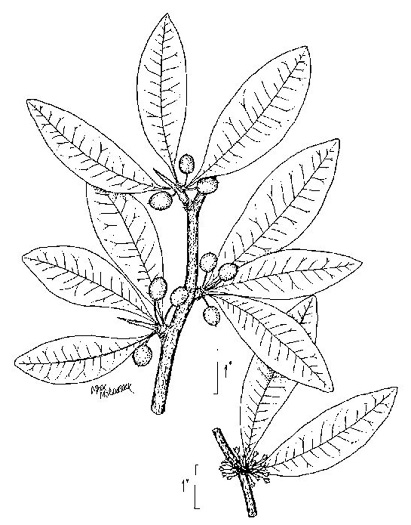 drawing of Sideroxylon lycioides, Buckthorn Bumelia, Buckthorn Bully, Carolina Buckthorn