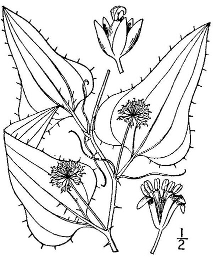 drawing of Smilax bona-nox var. bona-nox, Fringed Greenbrier, Catbrier, Stretchberry, Tramp's Trouble