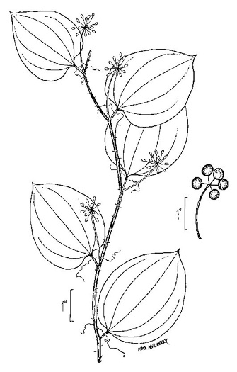 image of Smilax rotundifolia, Common Greenbrier, Common Catbrier, Bullbrier, Horsebrier