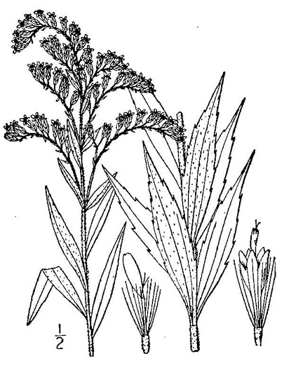image of Solidago altissima var. pluricephala, Southern Tall Goldenrod