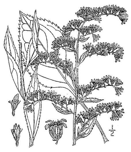 drawing of Solidago arguta, Forest Goldenrod, Sharp-leaved Goldenrod, Cutleaf Goldenrod