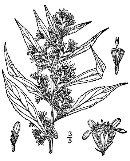 drawing of Solidago curtisii, Curtis's Goldenrod