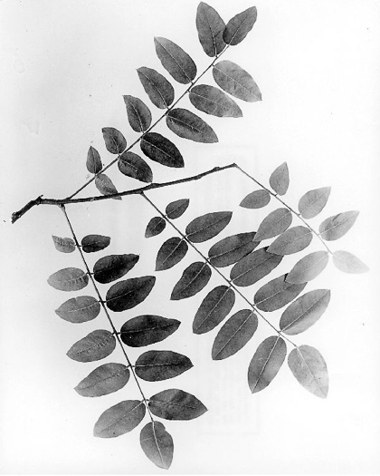image of Styphnolobium japonicum, Japanese Pagoda Tree