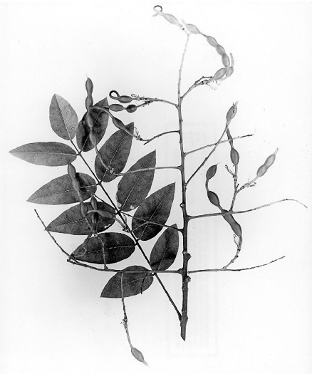 image of Styphnolobium japonicum, Japanese Pagoda Tree