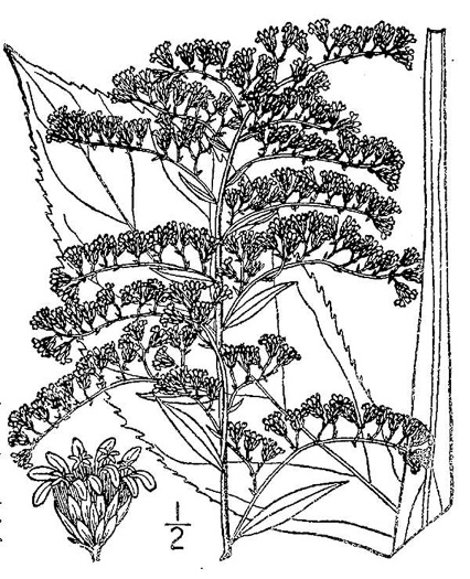 drawing of Solidago juncea, Early Goldenrod