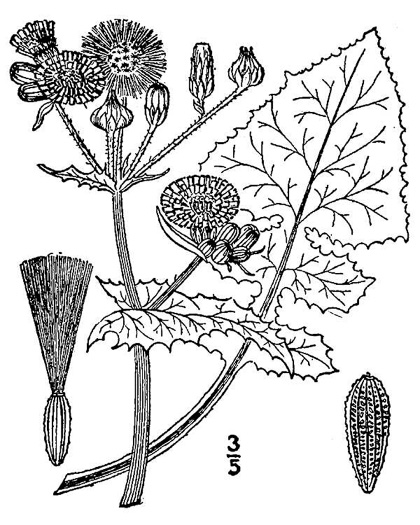 drawing of Sonchus oleraceus, Annual Sowthistle, Common Sowthistle