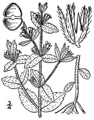 image of Sophronanthe pilosa, Shaggy Hedge-hyssop, Pilose Hedge-hyssop