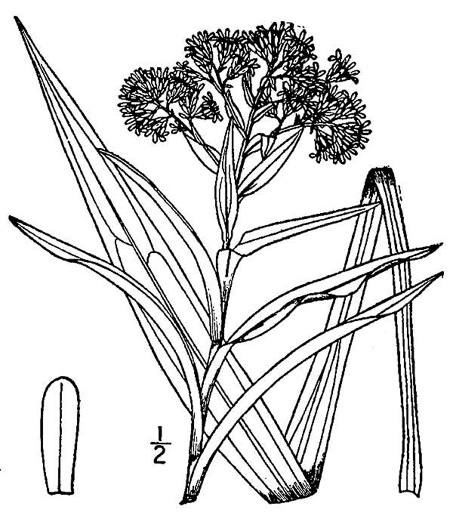 image of Oligoneuron riddellii, Riddell's Goldenrod