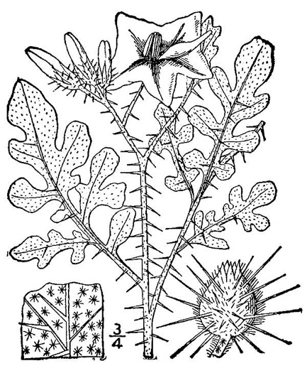drawing of Solanum rostratum, Buffalo-bur Nightshade, Kansas-thistle