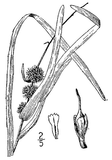 image of Sparganium americanum, American Bur-reed